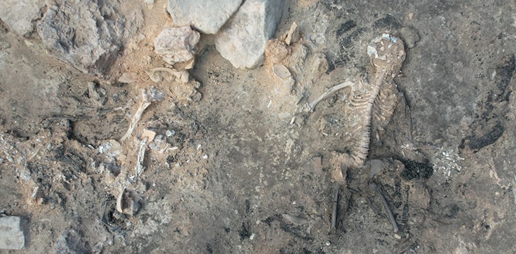 Tavşanlı Höyük 3700 years old skeleton