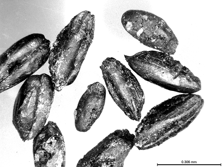 Two wheat species dating back 9000 years identified at Yumuktepe