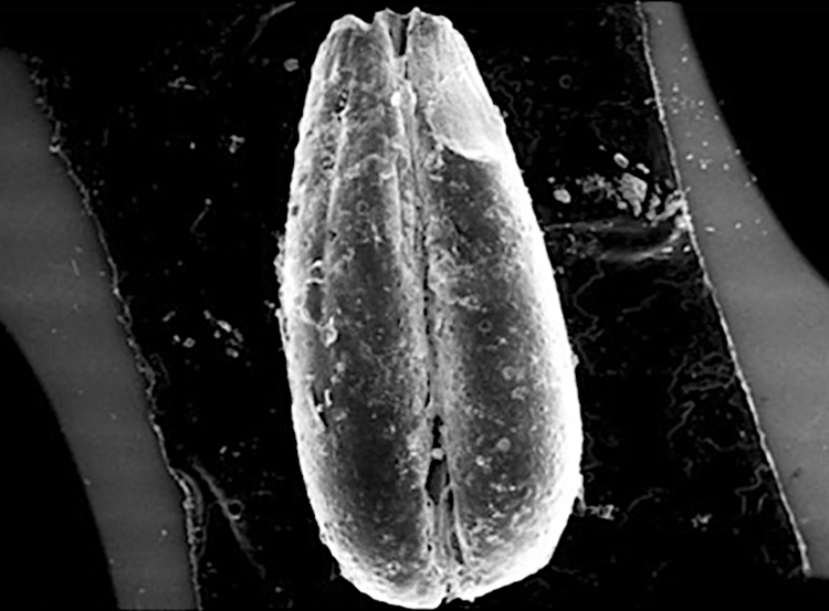 Two wheat species dating back 9000 years identified at Yumuktepe.