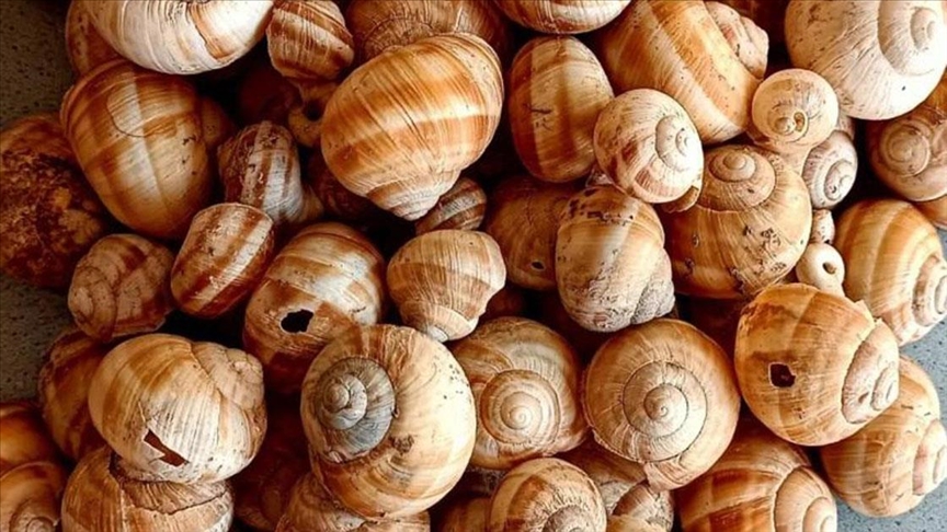 Archaeologists have discovered 4,000-year-old snail shells in western Türkiye