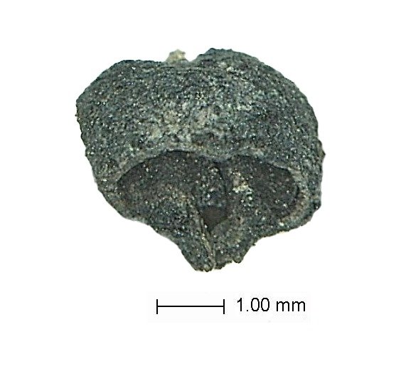 Archaeologists found 3,500-year-old grape seeds