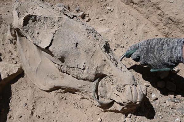 Archaeologists have discovered a horse skeleton with a bronze curb bit in its jaw at the Çavuştepe excavations