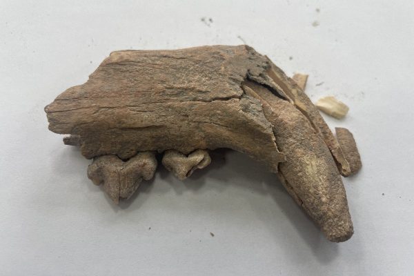 The jaw of a big cat featured in ancient shows has been found