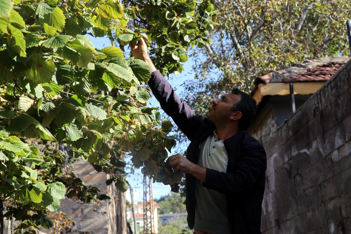 The hazelnuts eaten by the Assyrians 4000 years ago did not come from