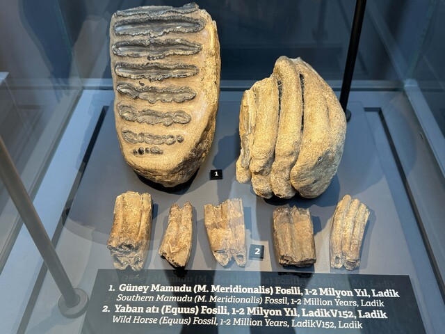 Mammoth fossils luckly found in a mine are exhibited in Samsun Museum
