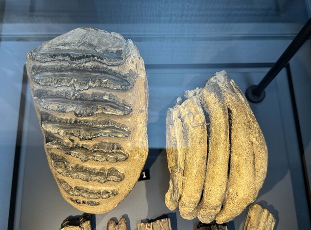 Mammoth fossils luckly found in a mine are exhibited in Samsun Museum