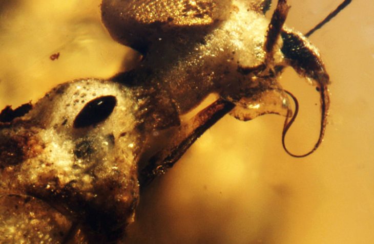 Scientists discover 99 million bedbugs hidden in amber