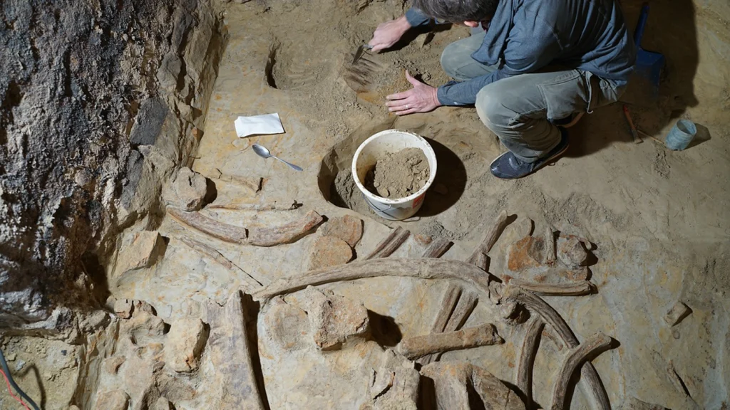 Winemaker discovers 40,000-year-old mammoth bones in his cellar