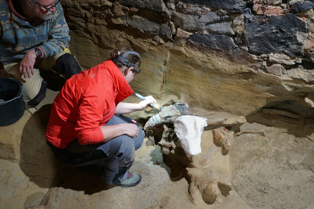 Winemaker discovers 40,000-year-old mammoth bones in his cellar