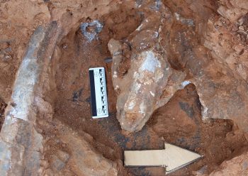 A 9-million-year-old saber-toothed cat skull fossil..