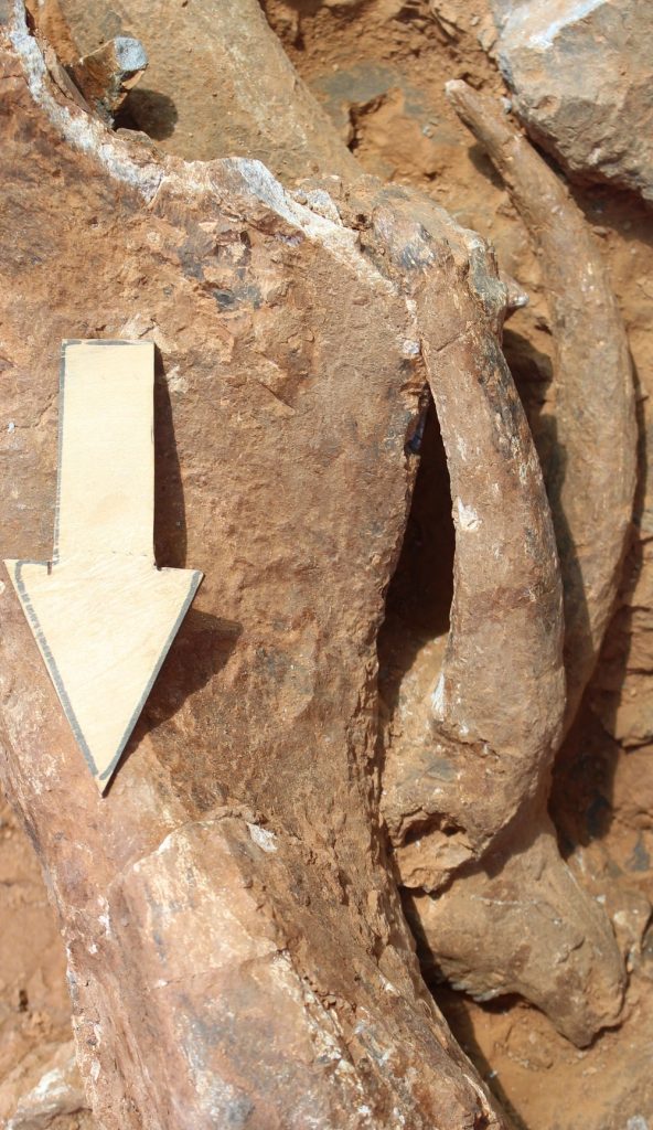 A 9-million-year-old saber-toothed cat skull fossil..