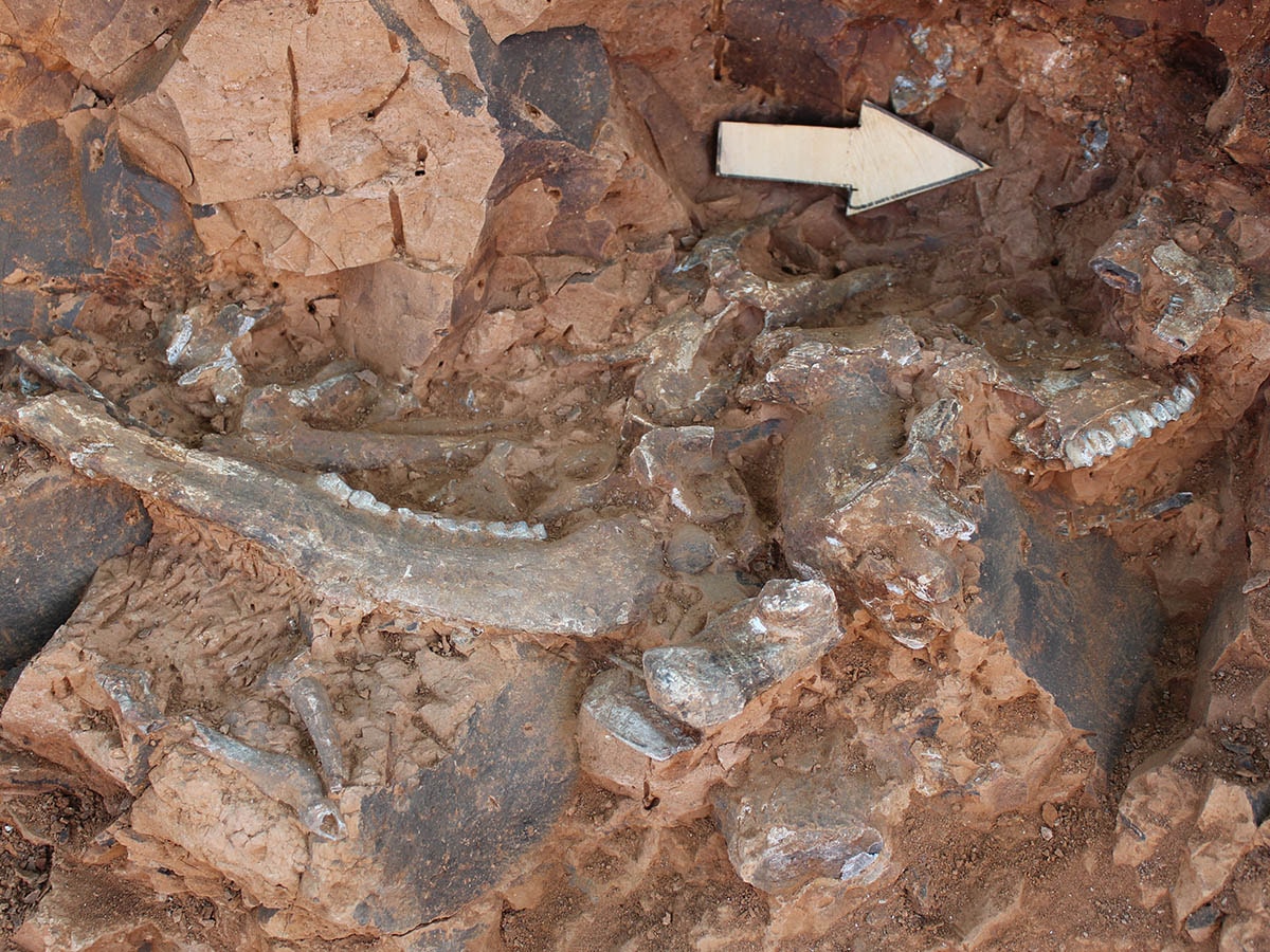 A 9-million-year-old saber-toothed cat skull fossil..