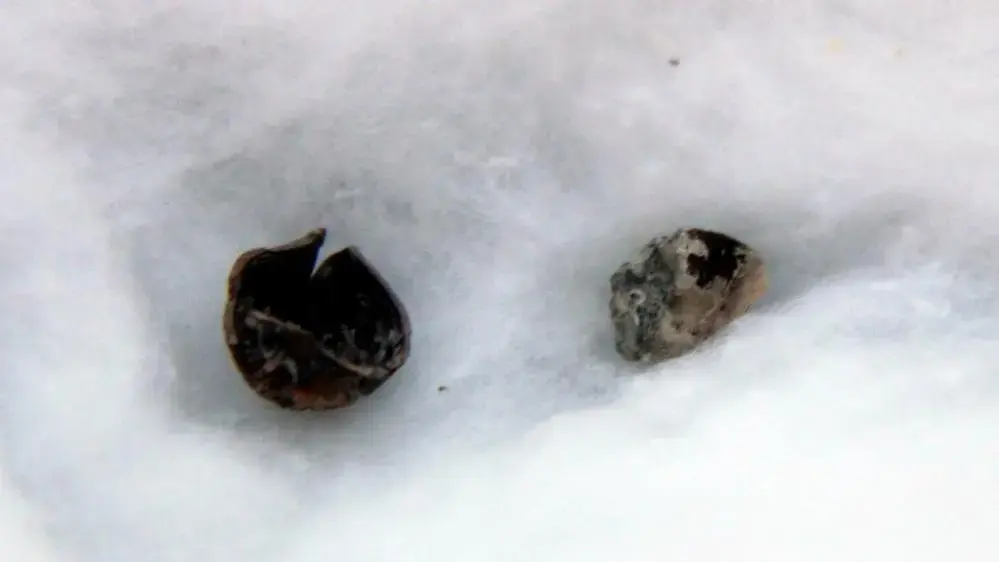 Hazelnut shells found in the Hittite city of Nerik