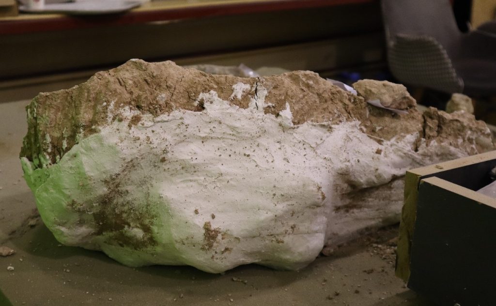 8 million-year-old 'giant pig' skull discovered in Central Anatolia