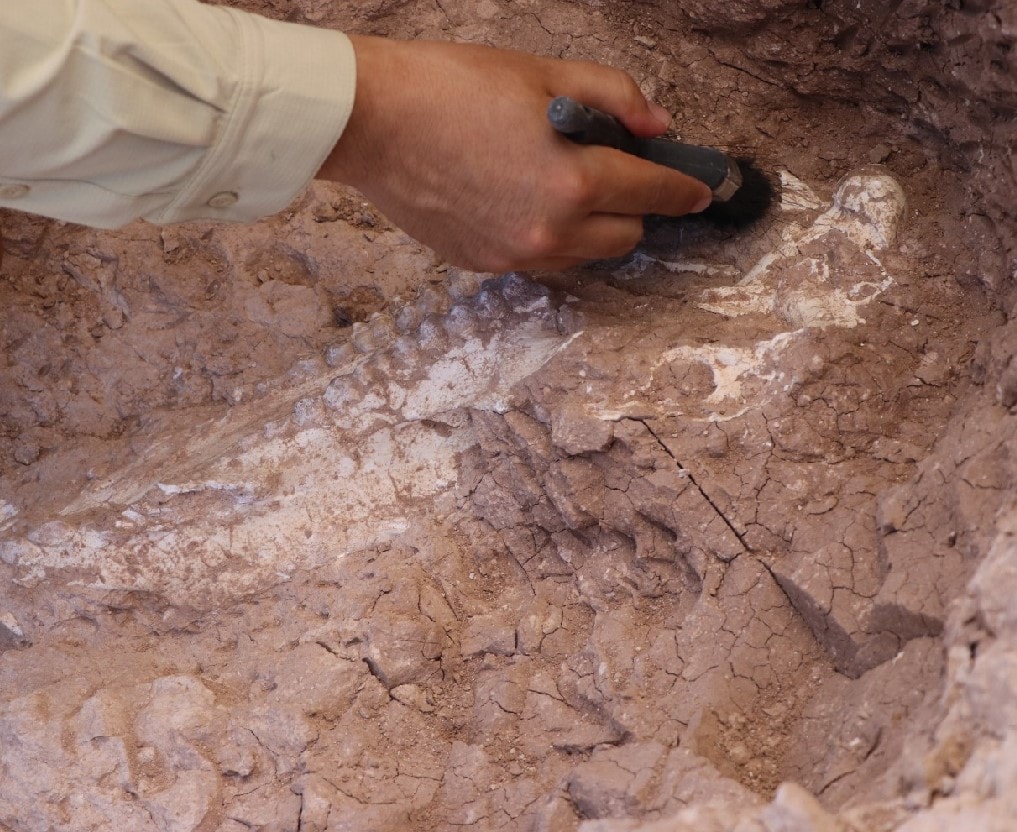 8 million-year-old 'giant pig' skull discovered in Central Anatolia