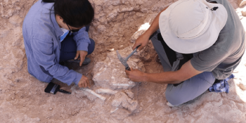 8 million-year-old 'giant pig' skull discovered in Central Anatolia