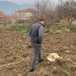 The farmer plowing his field discovered an ancient stone lid and a column capital