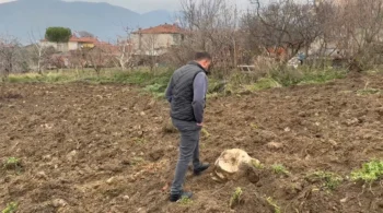 The farmer plowing his field discovered an ancient stone lid and a column capital